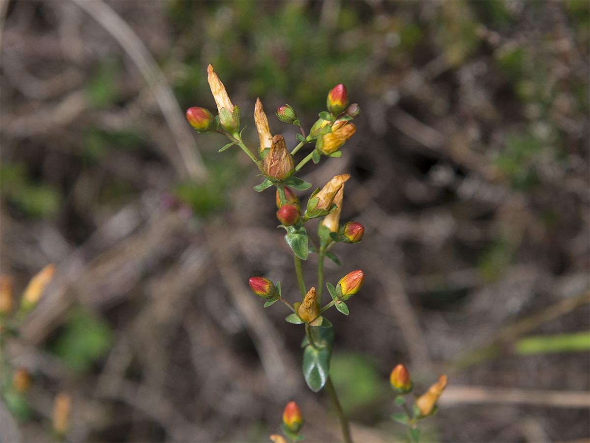 Hypericum pulchrum